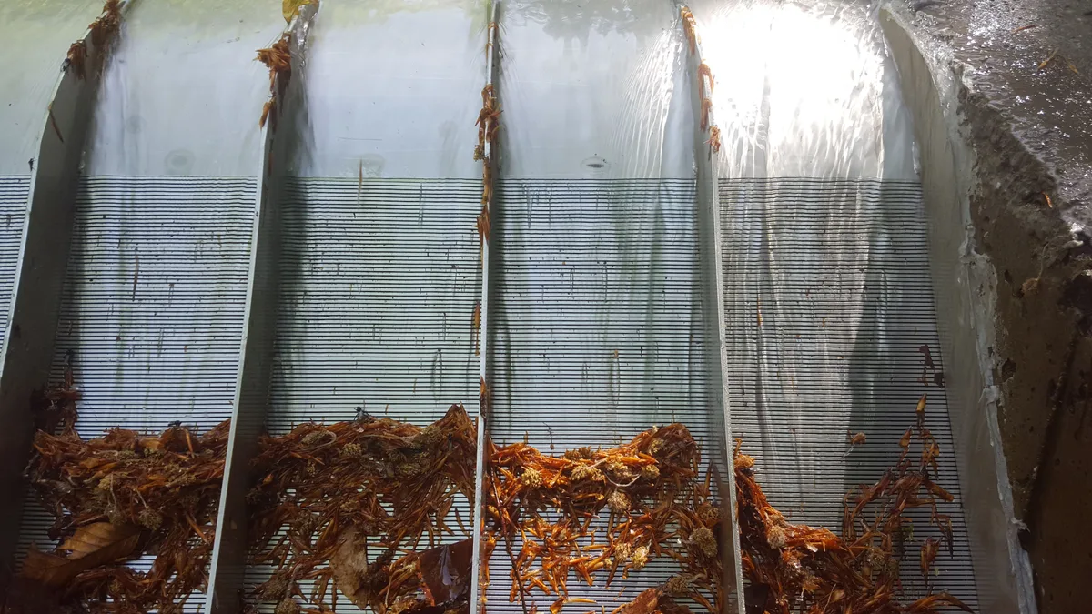 A bank of fallen leaves collected against the toe of a Coanda screen in a forest stream